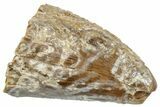 Tyrannosaur (Nanotyrannus?) Tooth Tip - Montana #263357-1